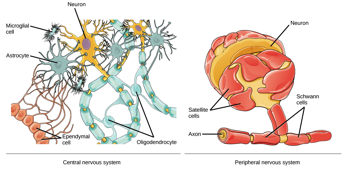 section 49 1 review neurons and nerve impulses
