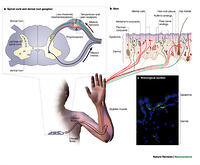 section 49 1 review neurons and nerve impulses